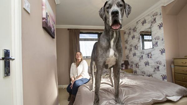 9 Hal Menakjubkan Tentang Great Dane, Si Raksasa Jinak